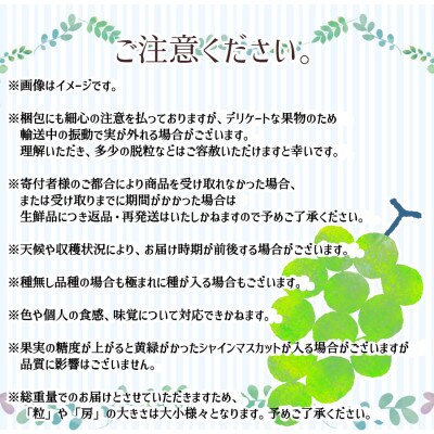 ※2024年先行受付※【信州長野県産】7月～8月発送　シャインマスカット1房