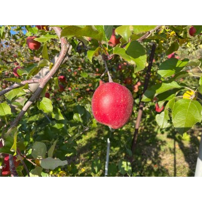 信州往生地産ふじりんご 贈答用 中玉 5kg