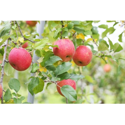 信州りんごジュース5種セレクト(紅玉) 160g/6本×5種類