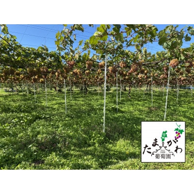 ワイン 竜眼 Early Harvest 750ml×4本