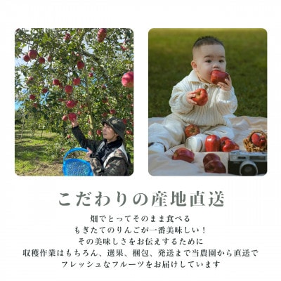 生産農家直送 環境にやさしい長沼りんご サンふじ(ご家庭用)5kg 栽培期間中化学肥料・除草剤不使用