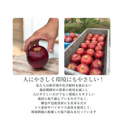 生産農家直送 信州りんご発祥の地・長沼産 長沼りんご 秋映(訳ありご家庭用) 3kg サイズミックス