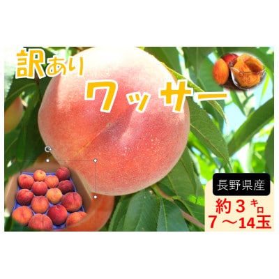【2026年発送】フルーツ果物王国長野県信州直送　【訳あり】【家庭用】ワッサー7月下旬頃発送開始予定
