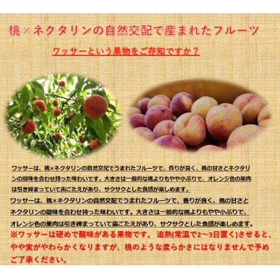 【2026年発送】フルーツ果物王国長野県信州直送　【訳あり】【家庭用】ワッサー7月下旬頃発送開始予定