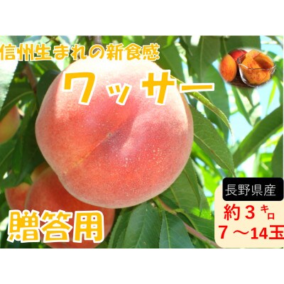 【2026年発送】フルーツ果物王国　長野県信州直送　ワッサー　【秀品】【贈答品】