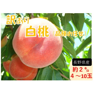 【2026年発送】【長野県】【白桃】【家庭用】【訳あり】品種おまかせ2kg (4～10玉)