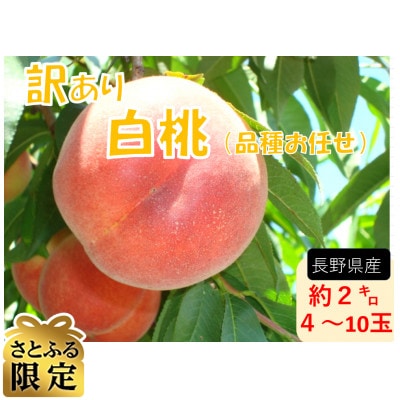 【さとふる限定】長野県産　白桃【家庭用】【訳あり】品種おまかせ2kg (4～10玉)　2027年発送