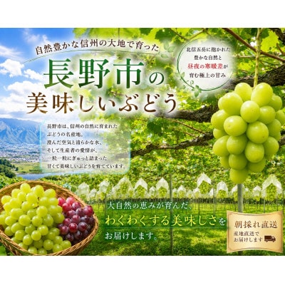 薄皮でパリッ!大粒シャインマスカット2房(約1～1.2kg)　8ふぁーむ