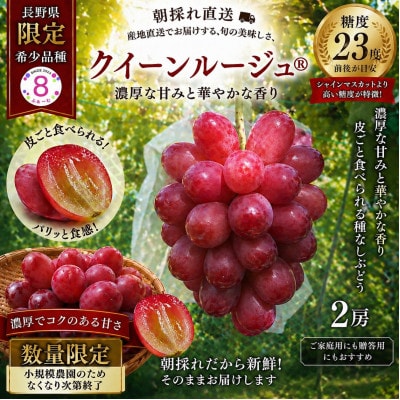 高糖度×長野限定!赤くてジューシーなクイーンルージュ(R)2房(1～1.2kg)