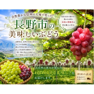 高糖度×長野限定!赤くてジューシーなクイーンルージュ(R)2房(1～1.2kg)