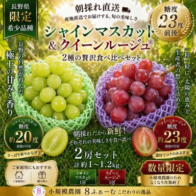 薄皮シャイン&高糖度クイーンルージュ(R)食べ比べセット各1房　　8ふぁーむ