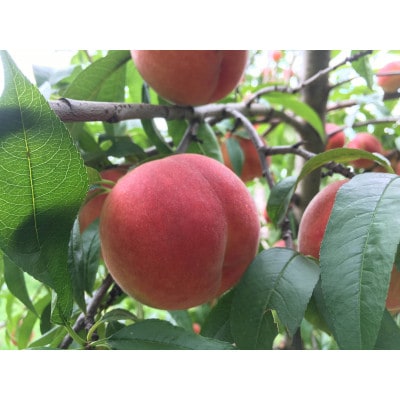 芳醇な香りと濃厚な甘み　長野市 川中島白桃 2kg(家庭用)