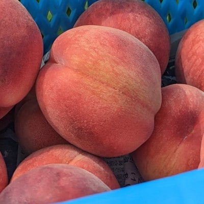 みずみずしさ広がる夏桃　長野産 川中島白鳳 2kg(家庭用・冷蔵便)