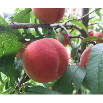 【数量限定】長野の夏を味わう2種桃おまかせ家庭用セット2kg(冷蔵便)