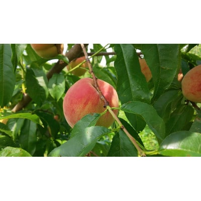 【数量限定】長野の夏を味わう2種桃おまかせ家庭用セット2kg(冷蔵便)