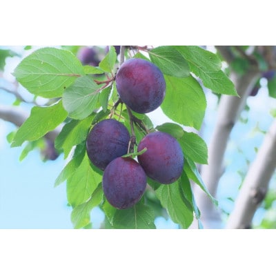 【2027年先行予約】プルーン2kg 夏の味覚を旬の時期にギフト用として産地直送【夏限定フルーツ】