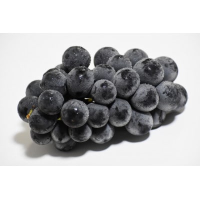 長野市産巨峰1kg(2房)ギフト用・芳醇な香りの高級ぶどう