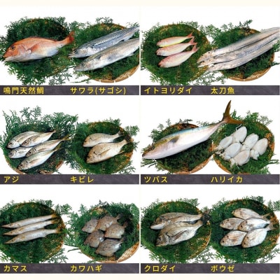 鳴門海峡 冷凍鮮魚 セット 3.5kg (魚種:4～5種)