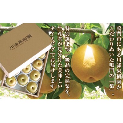 川添果樹園の特選梨 約5kg