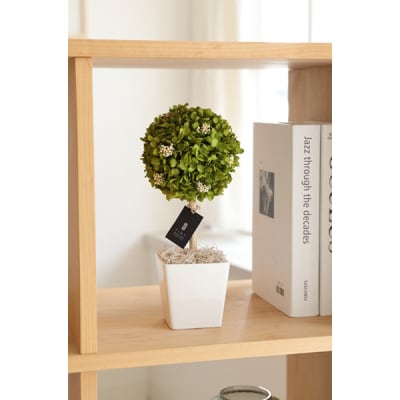 プリザーブドフラワー アナベル トピアリー 【Fine】