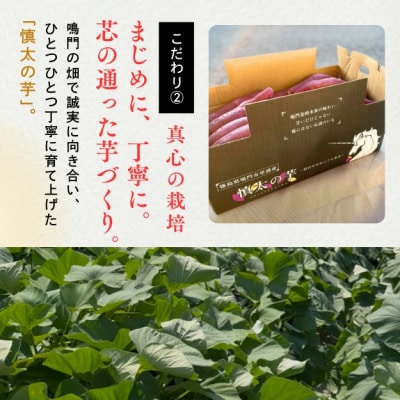 【先行受付中・2025年10月下旬頃より順次発送】鳴門市里浦産 慎太の芋 5kg 