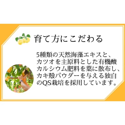 【先行受付中・2025年8月上旬頃より順次発送】旬の品種をお届け!うずしおペアー4.5kg 