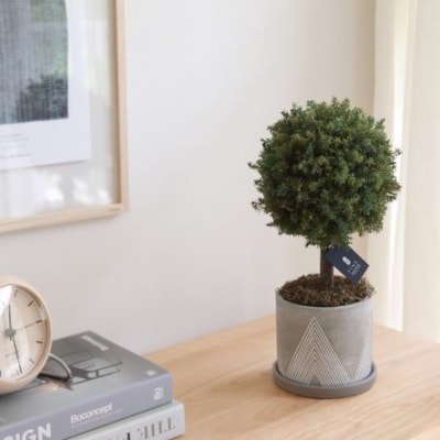 プリザーブドフラワー グリーンボールトピアリー【Fine】