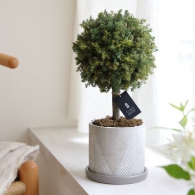 プリザーブドフラワー グリーンボールトピアリー【Fine】