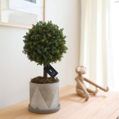 プリザーブドフラワー グリーンボールトピアリー【Fine】