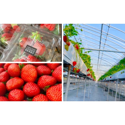 KISAI BERRY 250g×4パック