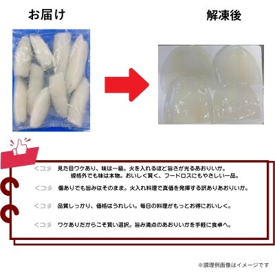 【訳アリ】アオリイカむき身(不揃い)