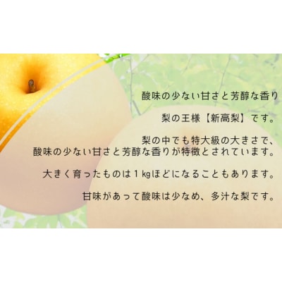 【先行受付中・9月下旬～10月上旬頃より順次発送】濱田農園 新高梨 約5kg