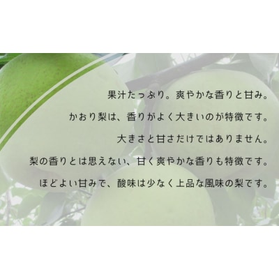 【先行受付中・9月上旬～中旬より順次発送】 濱田農園 かおり梨 約5kg