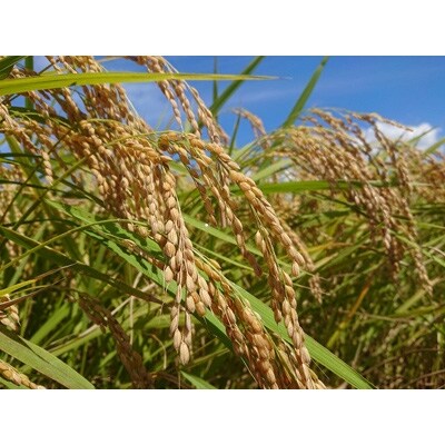 【令和4年産】富山県朝日町産コシヒカリ 玄米 10kg
