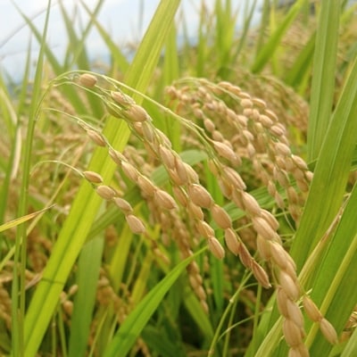 【令和4年産】【JAS認証有機栽培】合鴨米(コシヒカリ) 精米5kg