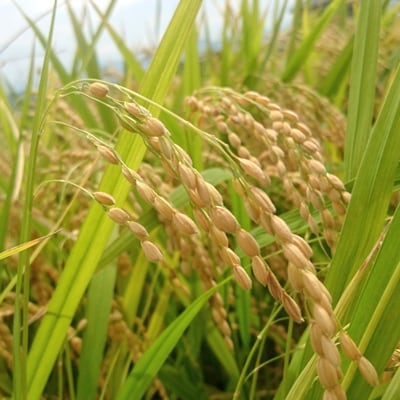 【令和4年産】【JAS認証有機栽培】合鴨米(コシヒカリ) 玄米5kg