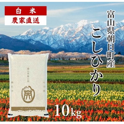 富山県朝日町産コシヒカリ(精米10kg×1)
