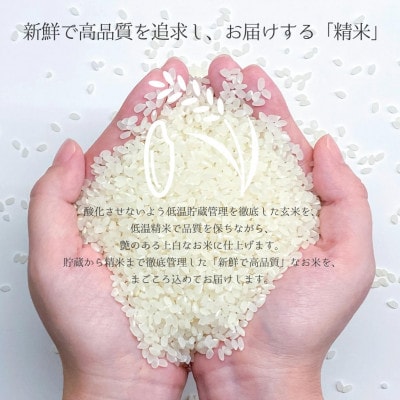 産地直送　令和8年産コシヒカリ　精米4.5kg
