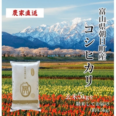 【毎月定期便】産地直送　コシヒカリ　富山県朝日町産　精米4.5kg全3回