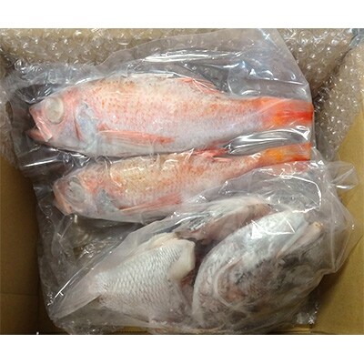 日本海産ノドグロ 5尾