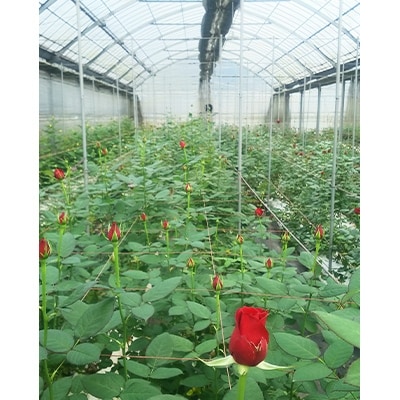 バラの花束17本 種類おまかせ お礼品詳細 ふるさと納税なら さとふる バラの花束17本 種類おまかせ お礼品詳細 ふるさと納税なら さとふる