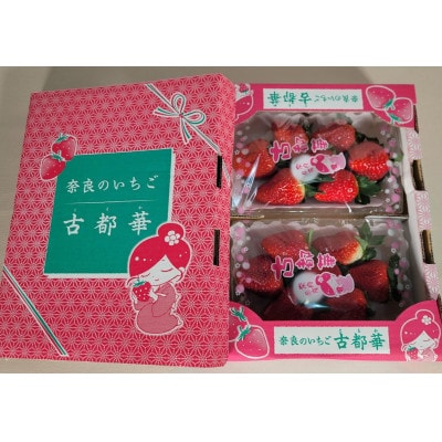 奈良のいちご「古都華」/1箱(2パック)/化粧箱入り/朝採り当日出荷/糖度16以上