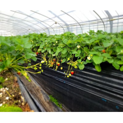奈良のいちご「古都華」/2箱(4パック)/化粧箱入り/朝採り当日出荷/糖度16以上