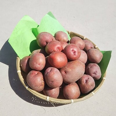 ホスの野菜 泉州産じゃがいも アンデス 4kg お礼品詳細 ふるさと納税なら さとふる