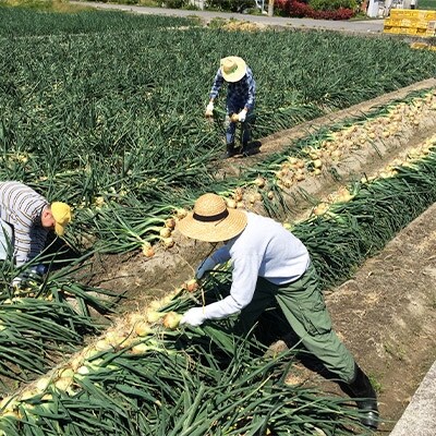 ●泉州産玉ねぎ(M～2L混)　約4kg