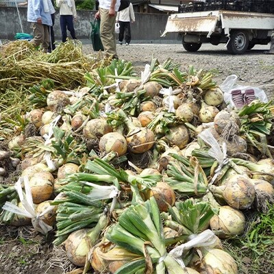 ●泉州産玉ねぎ(M～2L混)　約4kg