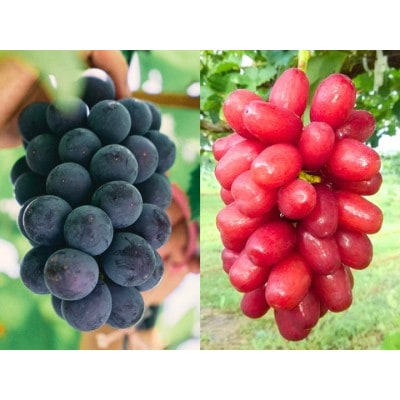 あづましずくとクイーンセブンの彩りセット 1kg(2～3房)