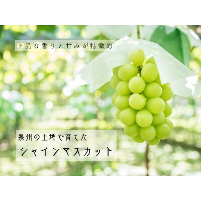 泉州ぶどう　シャインマスカット1房
