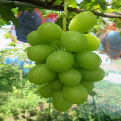 【先行受付】南魚沼地域産 シャインマスカット2房　(500g前後×2房)