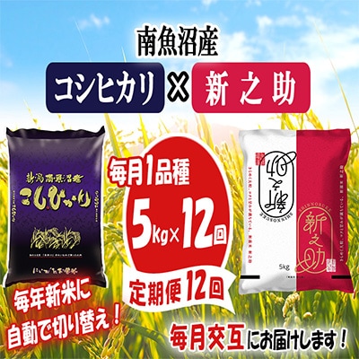 【発送月固定定期便】【毎月交互に1品種ずつ発送】南魚沼産コシヒカリ・新之助 各5kg　全12回